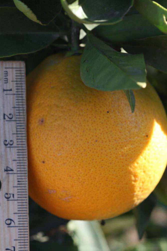            Fruit (Riverside, CA)   